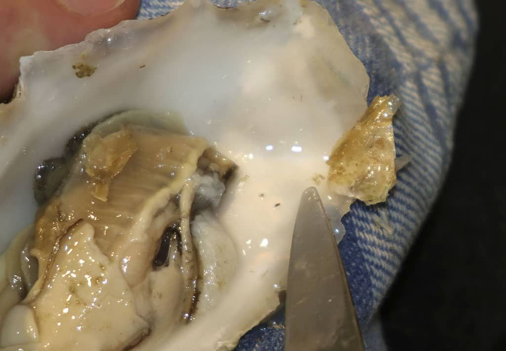 Hoe maak ik een oester open