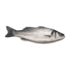 Zeebaars kopen