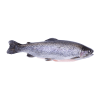 Zalmforel-1 kopen